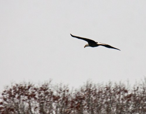 Bald Eagle