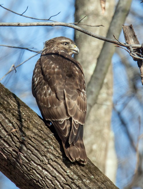 juvenile hawk