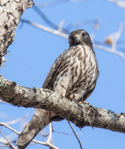 juvenile hawk