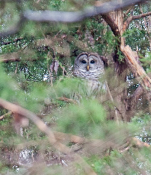 Barred Owl
