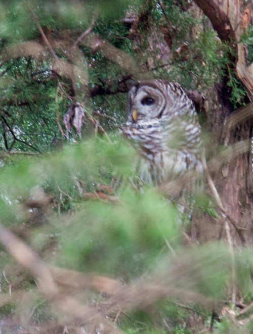 Barred Owl