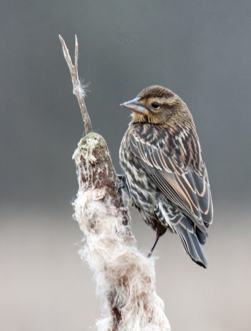 Red-winged Blackbird