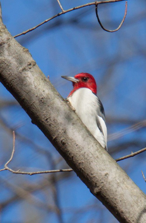 Red-headed Woodpeckers