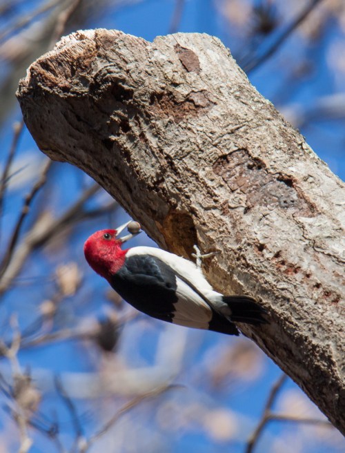 Red-headed Woodpecker