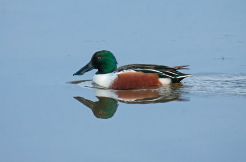 Northern Shoveler