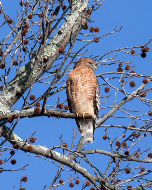 Red-shouldered Hawk