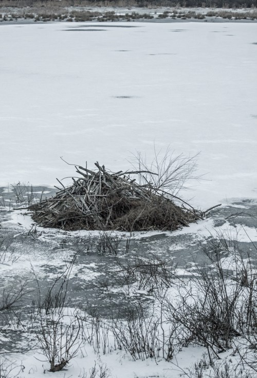 beaver lodge