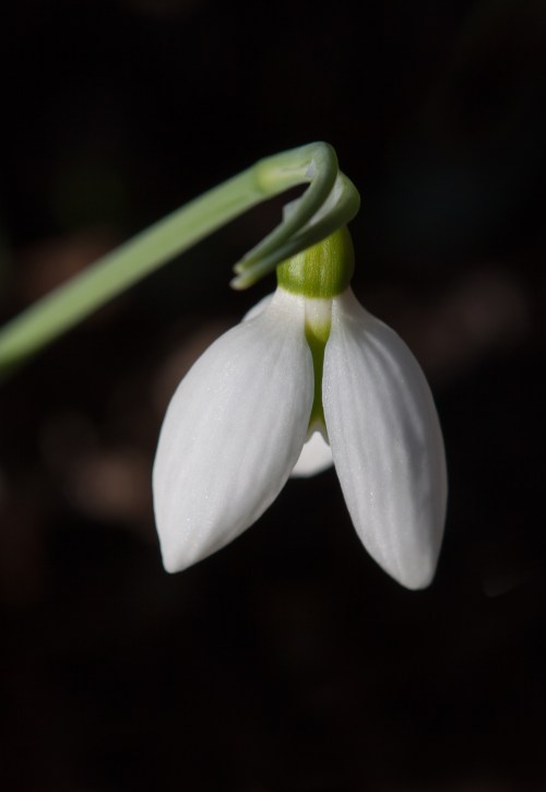 snowdrop