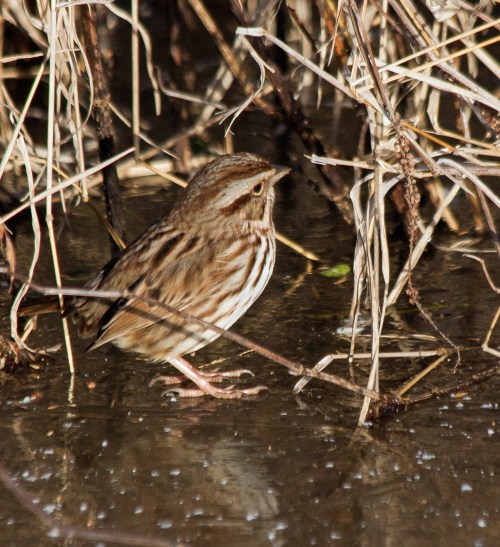 Song Sparrow