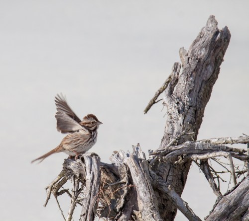 Song Sparrow