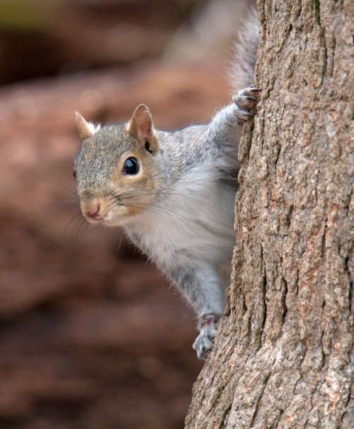 Eastern Gray Squirrel