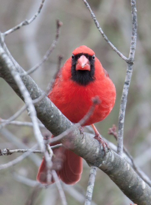 Northern Cardinal