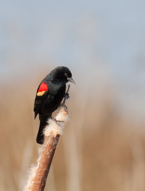 Red-winged Blackbird
