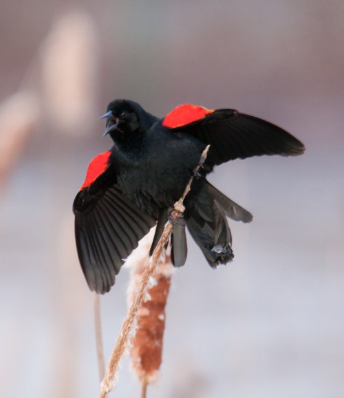 Red-winged Blackbird