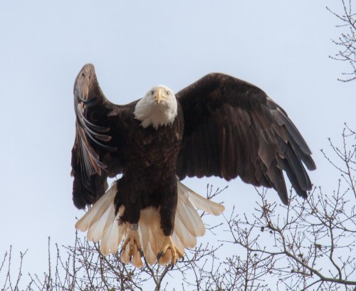Bald Eagle