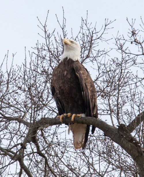 Bald Eagle