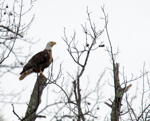 Bald Eagle