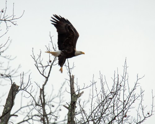 Bald Eagle