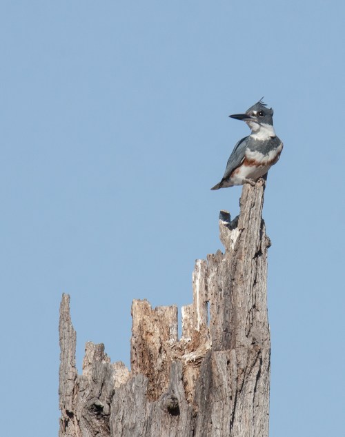 Belted Kingfisher