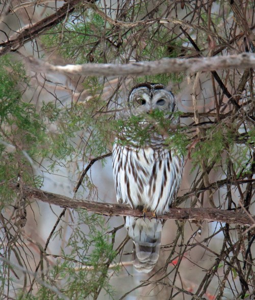 Barred Owl