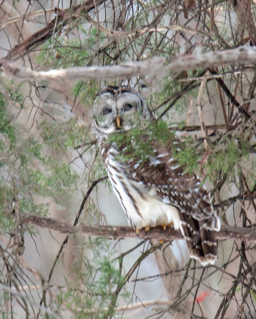 Barred Owl