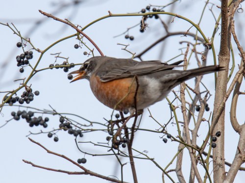 American Robin