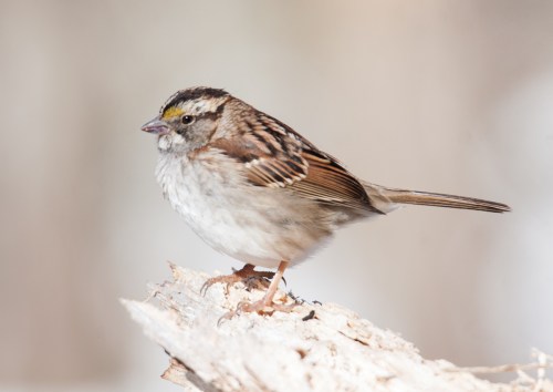 White-throated Sparrow