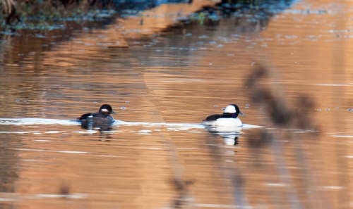 Bufflehead