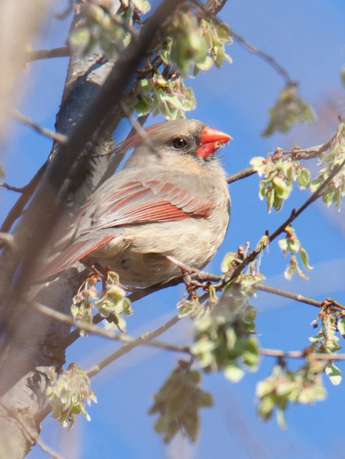 Northern Cardinal