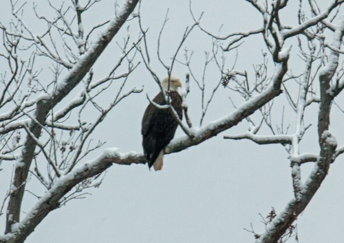 Bald Eagle