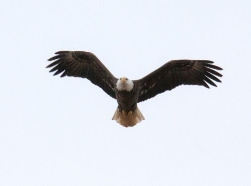 Bald Eagle