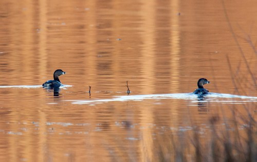Pied-billed Grebe