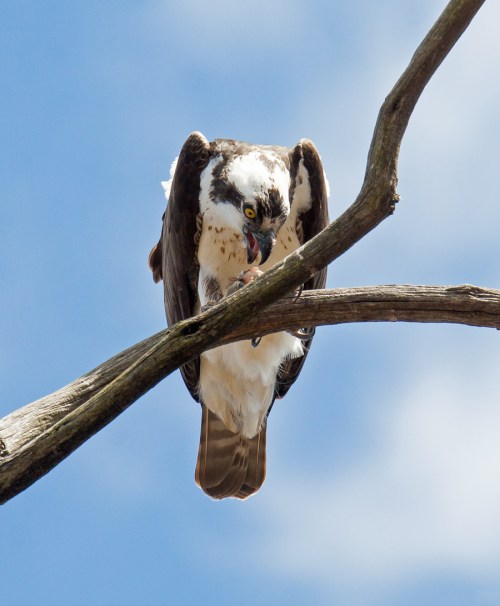 Osprey