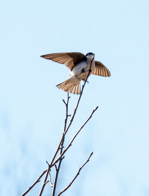 Tree Swallow