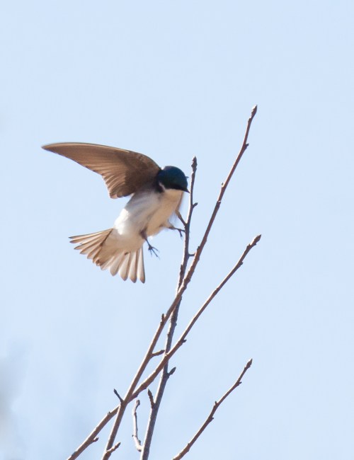 Tree Swallow