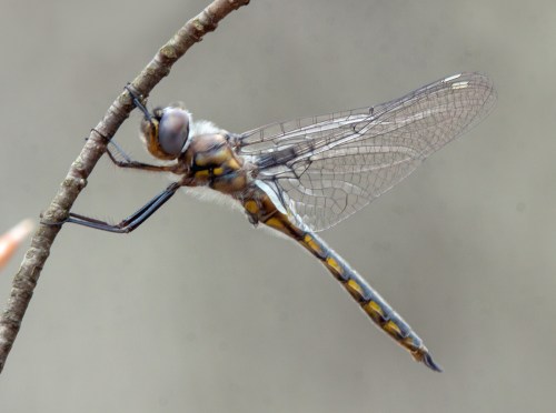 Common Baskettail dragonfly