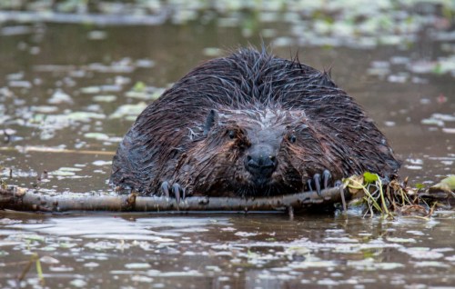 North American Beaver