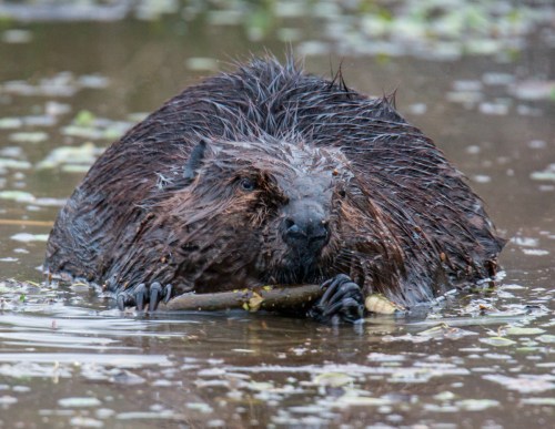 North American Beaver