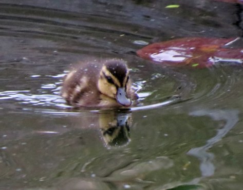 duckling in Vienna