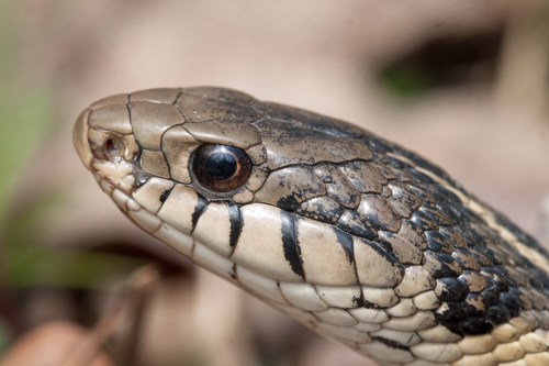 Eastern Garter Snake