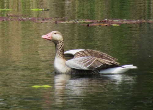 Greylag Goose