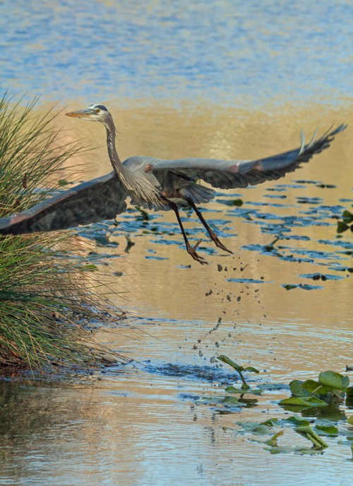 Great Blue Heron