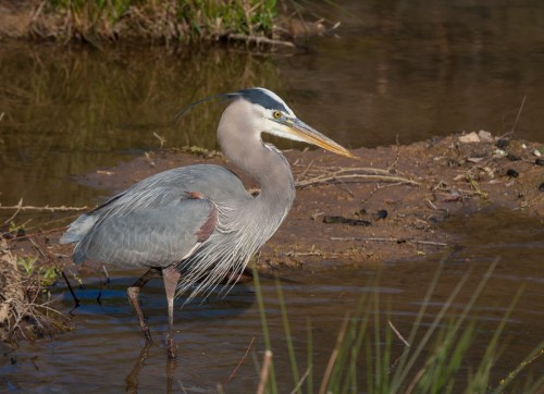 Great Blue Heron