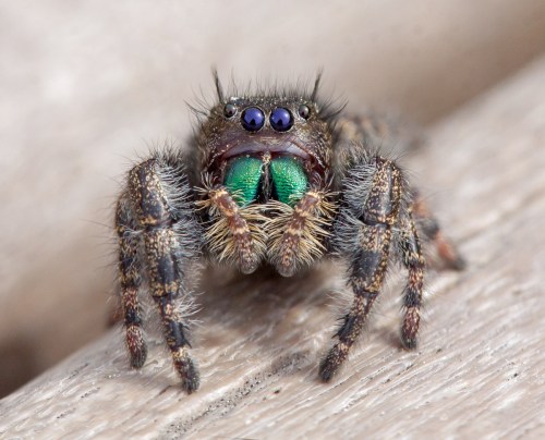 Bold Jumping Spider