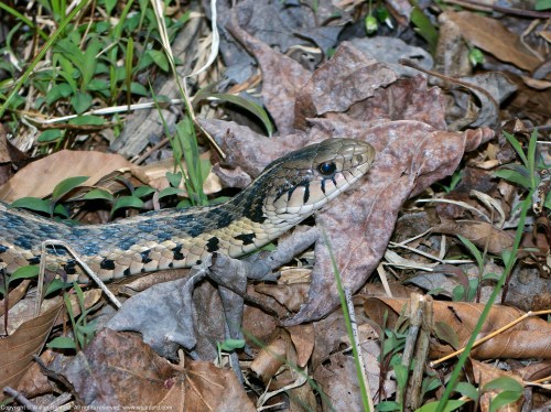 An Eastern Gartersnake (Thamnophis sirtalis sirtalis) spotted at Huntley Meadows Park, Fairfax County, Virginia USA.