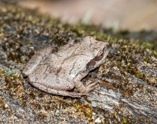 Spring Peeper