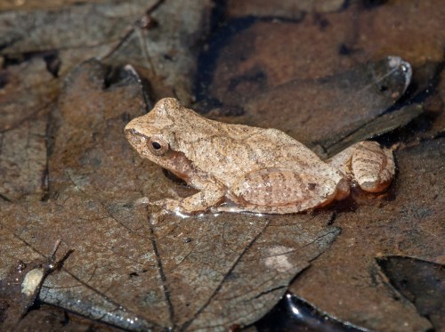 Spring Peeper