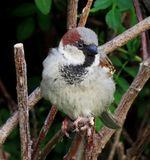 House Sparrow