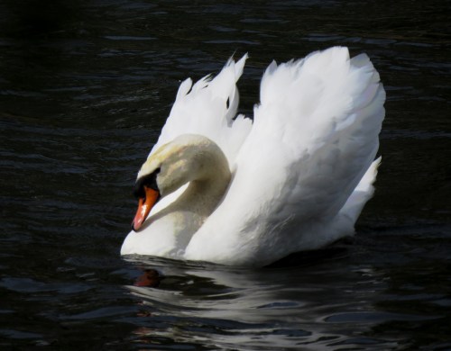 Mute Swan