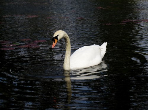 Mute Swan